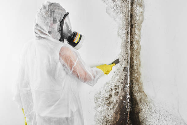 Hillsborough, NJ Mold Removal Company