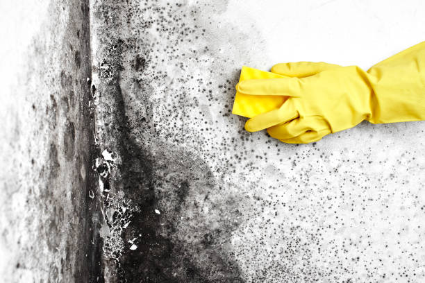 Best Emergency Mold Removal  in Hillsborough, NJ
