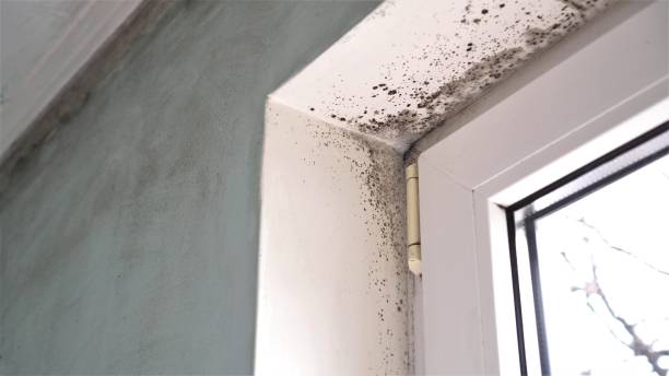 Best Mold Cleaning Services  in Hillsborough, NJ