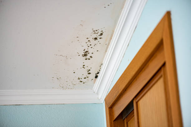 Best Mold Removal Near Me  in Hillsborough, NJ