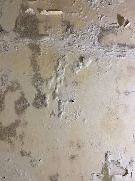 Best Mold Testing  in Hillsborough, NJ