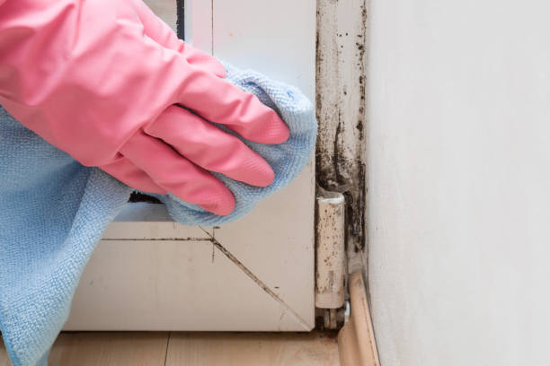 Attic Mold Removal in Hillsborough, NJ