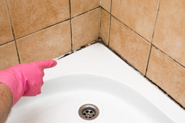 Best Residential Mold Removal  in Hillsborough, NJ